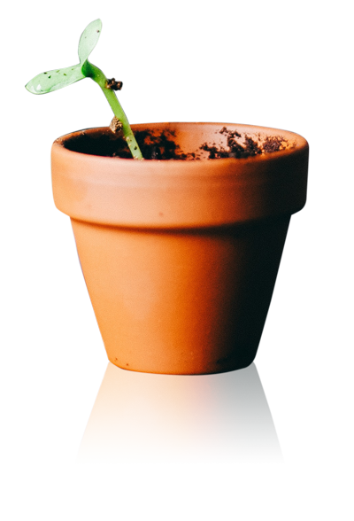 plant in a plant pot on transparent background